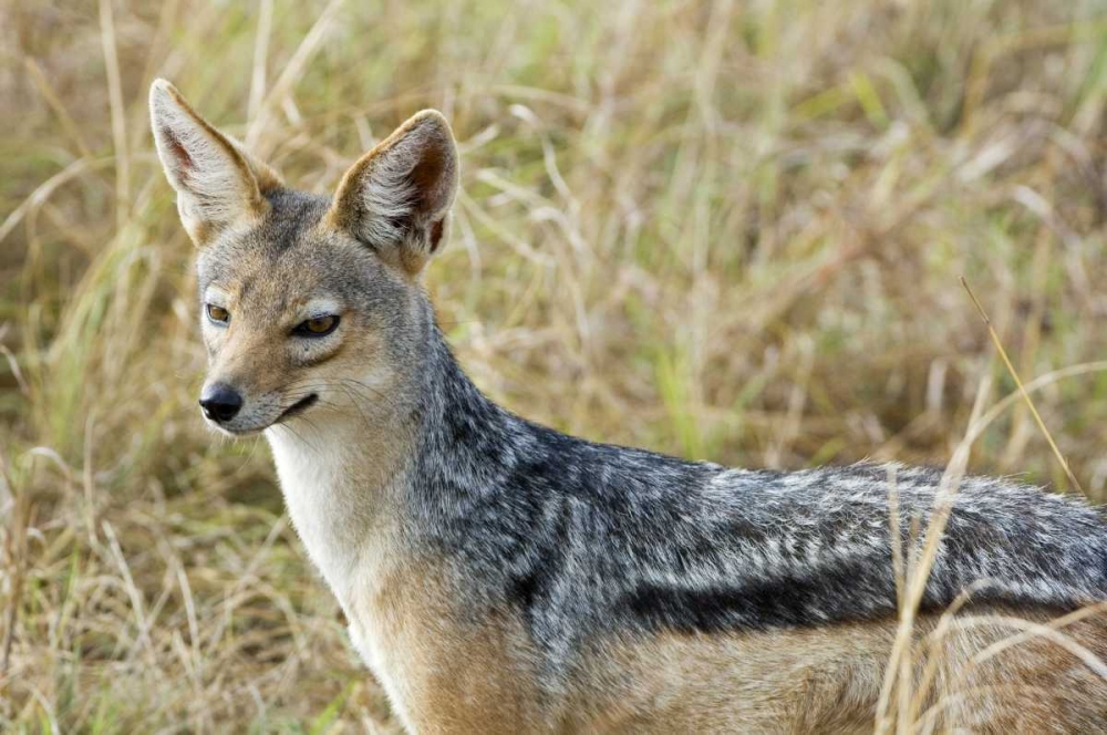 Kenya, Masai Mara Black-backed jackal close-up